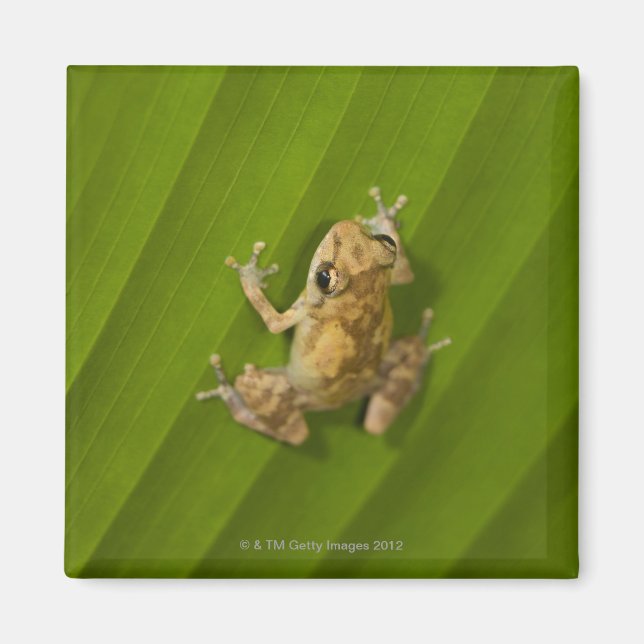 Dinkgroda (Eleutherodactylus diastema) på löv Magnet (Framsidan)