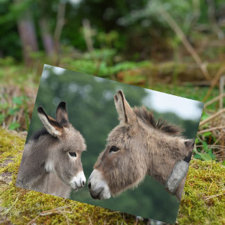 Dinky donkey vykort