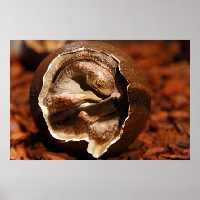 Dinosaur-ägg med embryo poster (Framsidan)
