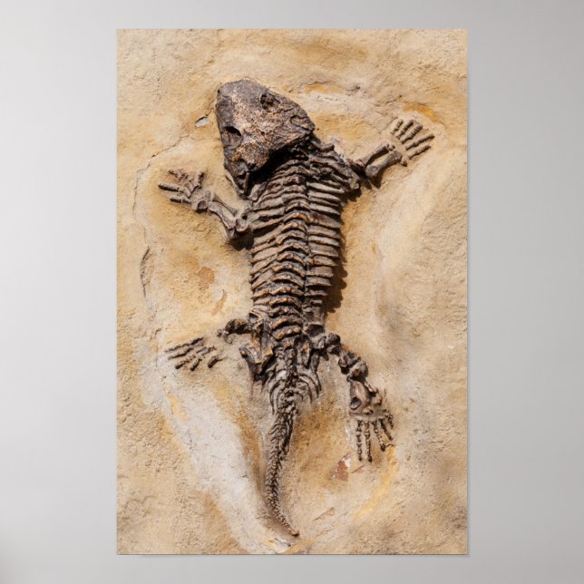 Dinosaur Fossil Poster (Framsidan)