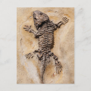 Dinosaur Fossil Vykort