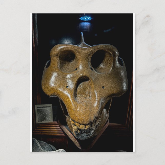 Dinosaur skalle  vykort (Framsida)