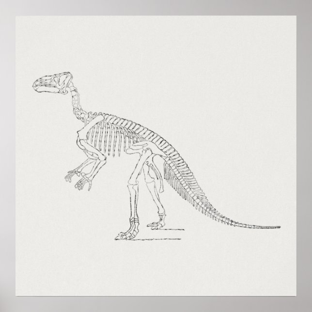 Dinosaur Skeleton Art Poster (Framsidan)