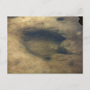Dinosaur Tracks at Dinosaur Valley 5 vycard Vykort