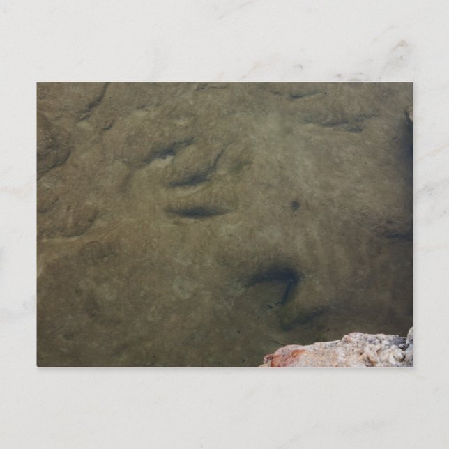 Dinosaur Tracks in Texas 5 vycard Vykort (Framsida)