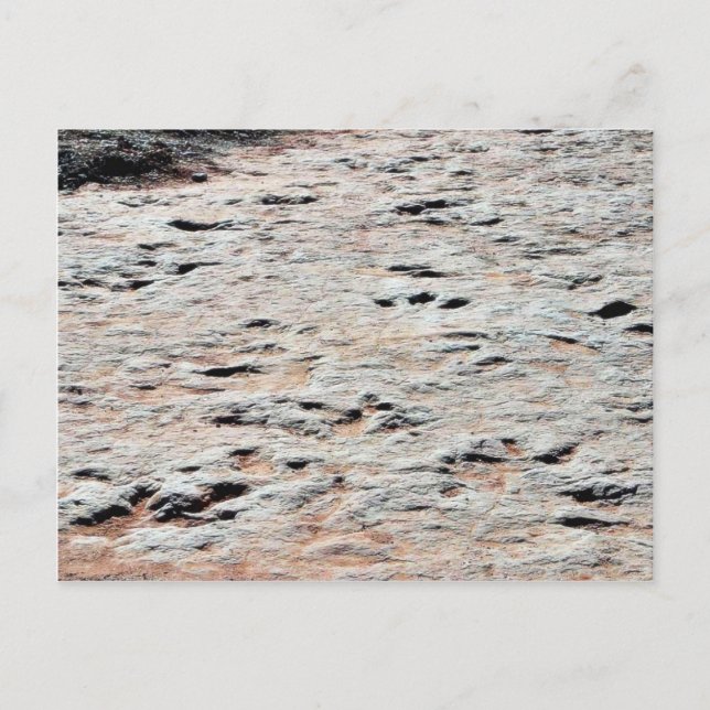 Dinosaur Tracks Vykort (Framsida)