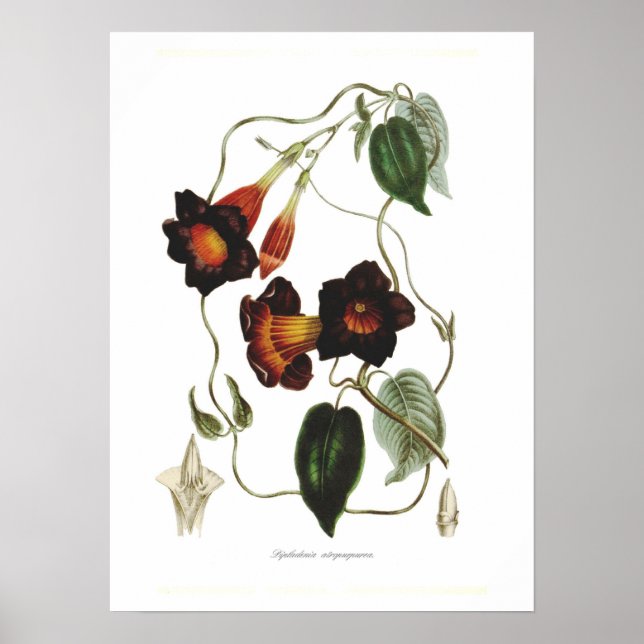 Dipladenia atropurpurea poster (Framsidan)