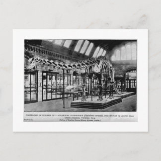 Diplodocus carnegii skeleton art vykort