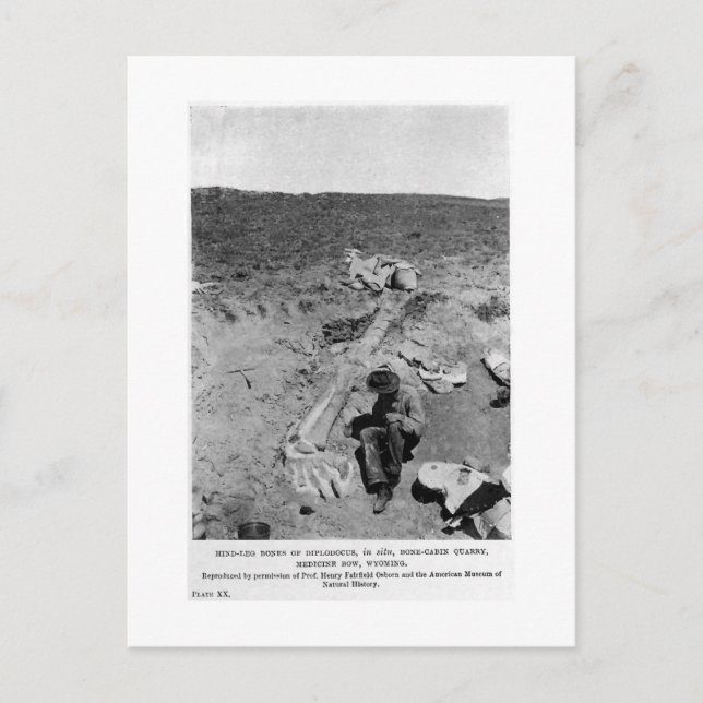 Diplodocus dinosaur gräver vykort (Framsida)