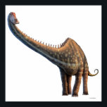 Diplodocus Poster<br><div class="desc">Diplodocus, som upptäcktes 1877, är ett av de mest kända dinosaurierna och har en längd på 35 meter (115 ft) eller så. Det mesta av detta var emellertid svan och nacke, vilket innebär att djuret endast vägde 10-15 ton - mycket mindre än de bågsillstopoder av liknande längd, t.ex. brachiosaurus. Diplodocus...</div>