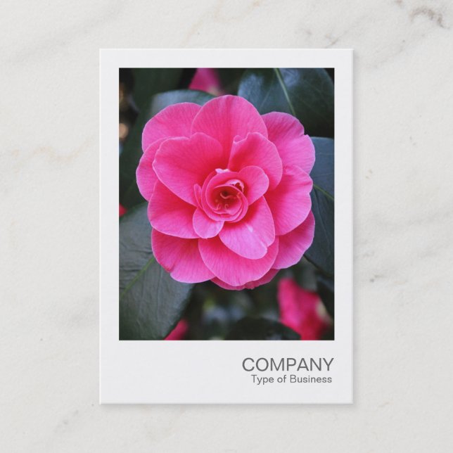 Direktfoto 067 - Rosa Camellia Visitkort (Framsida)