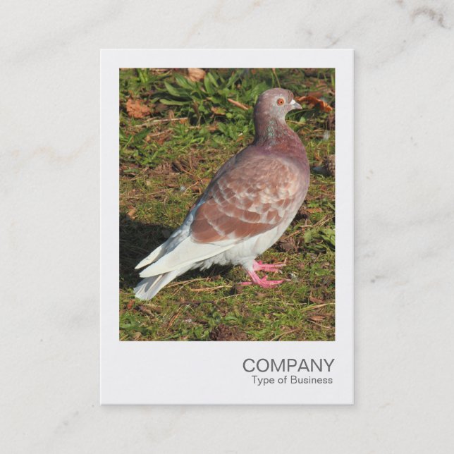 Direktfoto - Pigeon Visitkort (Framsida)