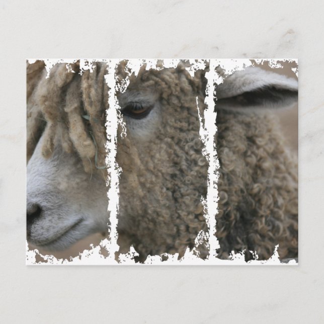 Dirty 3Tall Boxes vycard Vykort (Framsida)