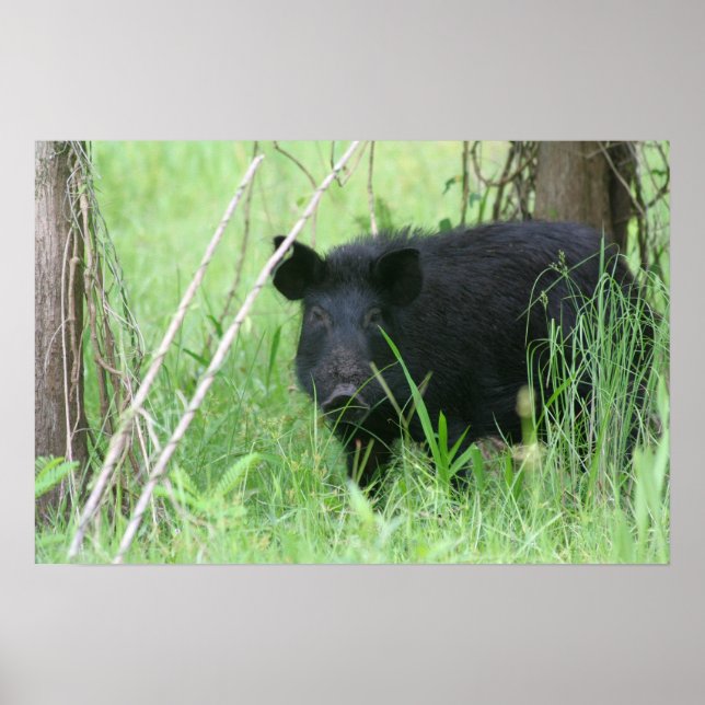 Dirty Nose Poster (Framsidan)