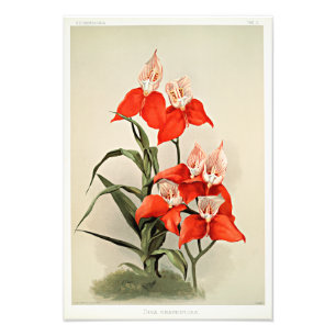 Disa Grandiflora Orchids Fototryck