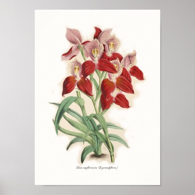 Disa uniflora (som D grandiflora) Poster (Framsidan)