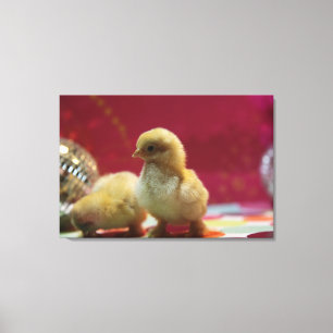 Disco-Chickar Canvastryck