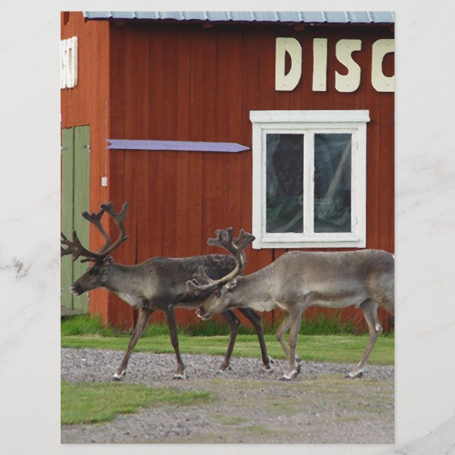 DISCO HJORT (Framsida)