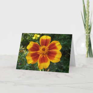 Disco Marigold Orange och Red Summer Flower Kort