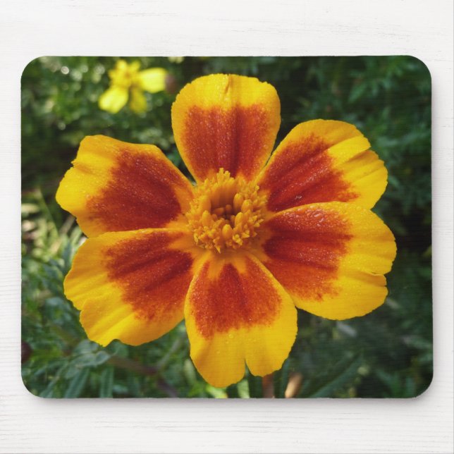 Disco Marigold Orange och Red Summer Flower Musmatta (Framsidan)