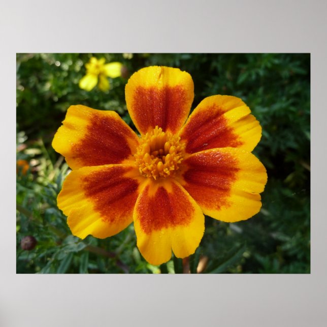 Disco Marigold Orange och Red Summer Flower Poster (Framsidan)