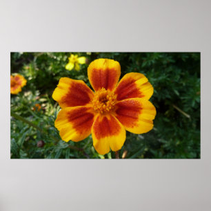 Disco Marigold Orange och Red Summer Flower Poster