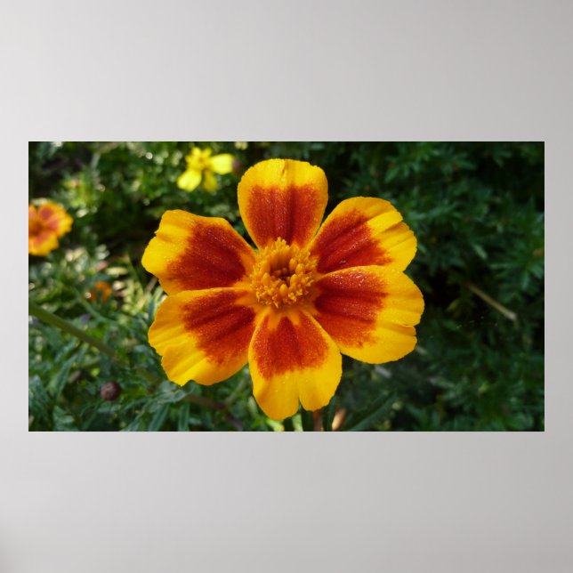 Disco Marigold Orange och Red Summer Flower Poster (Framsidan)