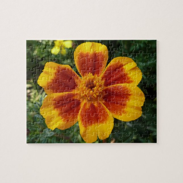 Disco Marigold Orange och Red Summer Flower Pussel (Horisontell)