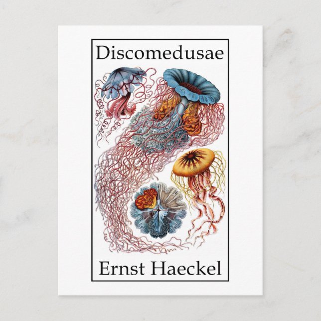 Discomedusae av Ernst Haeckel Vykort (Framsida)
