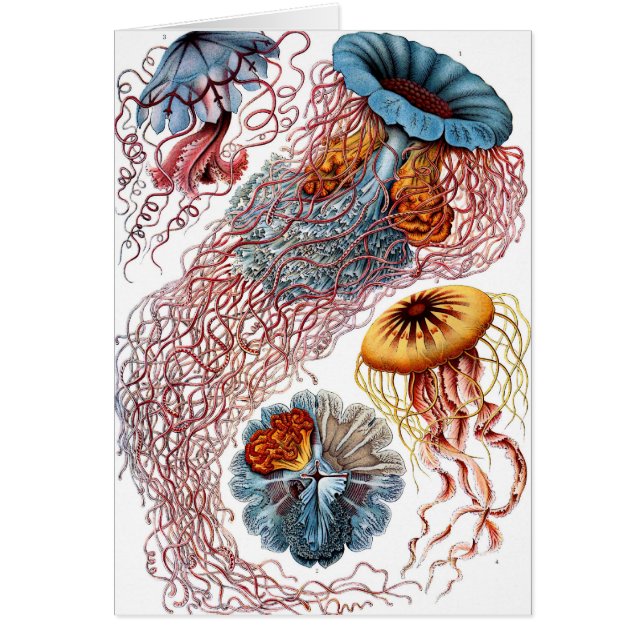 Discomedusae Hälsningskort (Framsidan)