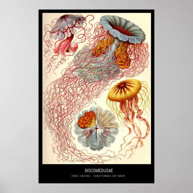 Discomedusae - Plate 8 - Kunstformen der Natur Poster (Framsidan)