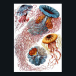 Discomedusae Poster<br><div class="desc">En skylt från Ernst Haeckels "Kunstformen der Natur" (1899),  som skildrar Discomedusae.</div>
