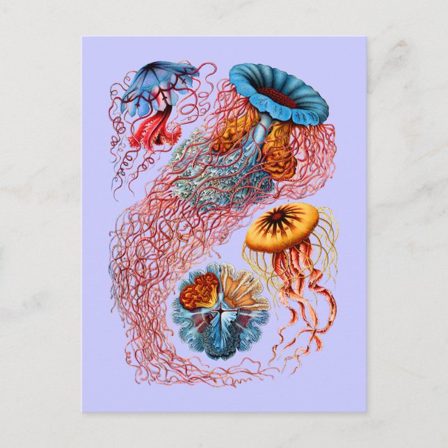 Discomedusae Vykort (Framsida)