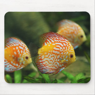 Discus, akvarium, sötvatten musmatta