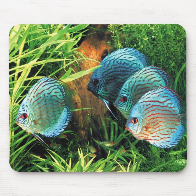 Discus Fish in aquatic plant aquqrium Musmatta (Framsidan)