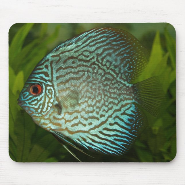 Discus - Symphysodon aequifasciata Musmatta (Framsidan)