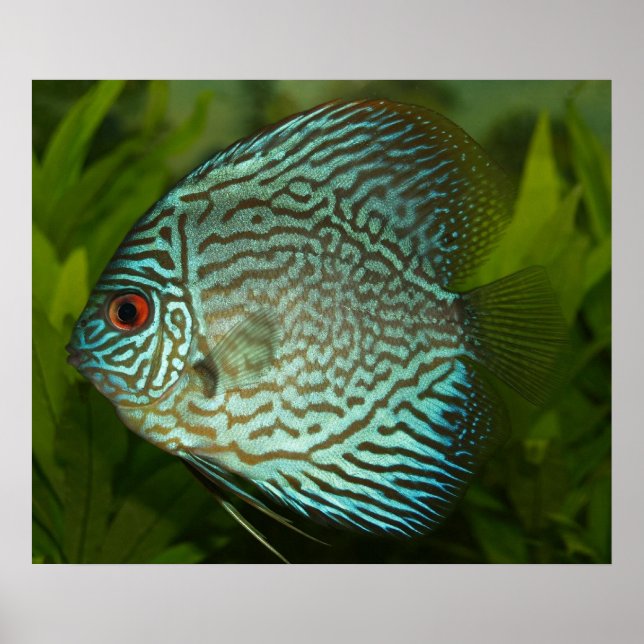 Discus - Symphysodon aequifasciata Poster (Framsidan)