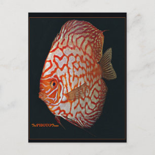 Discus Vykort