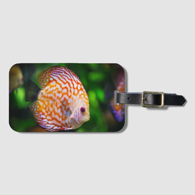 Discusfisk  bagagebricka (Framsida horisontal)