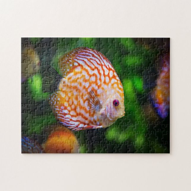 Discusfisk Pussel (Horisontell)