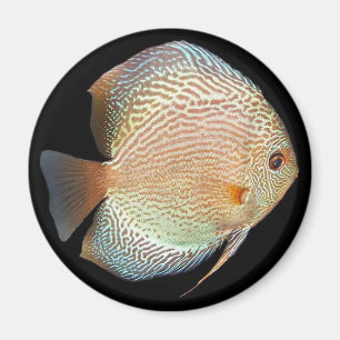 diskus magnet