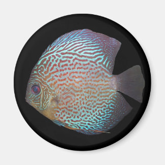 Diskus magnet 2