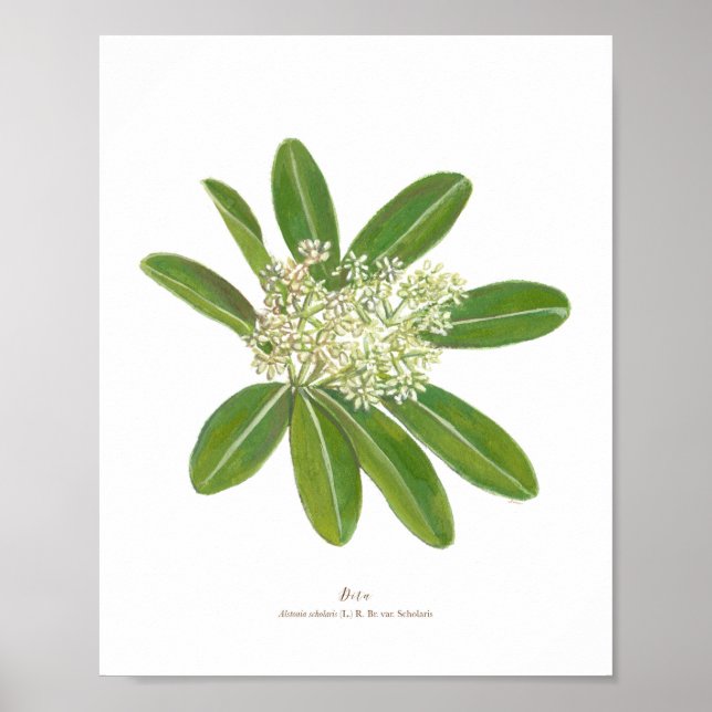 Dita (Alstonia scholaris) Ph Forest Blooms Poster (Framsidan)