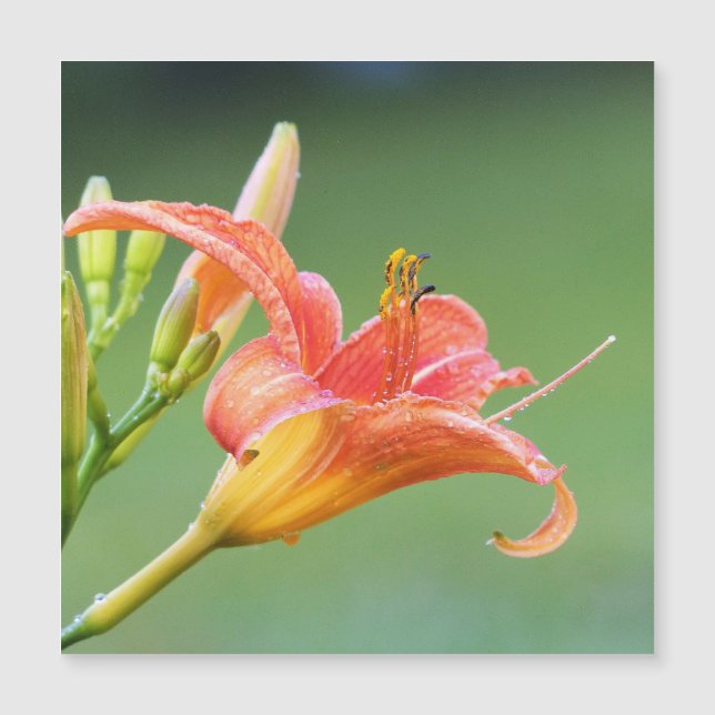 Ditch Lily (Framsida)