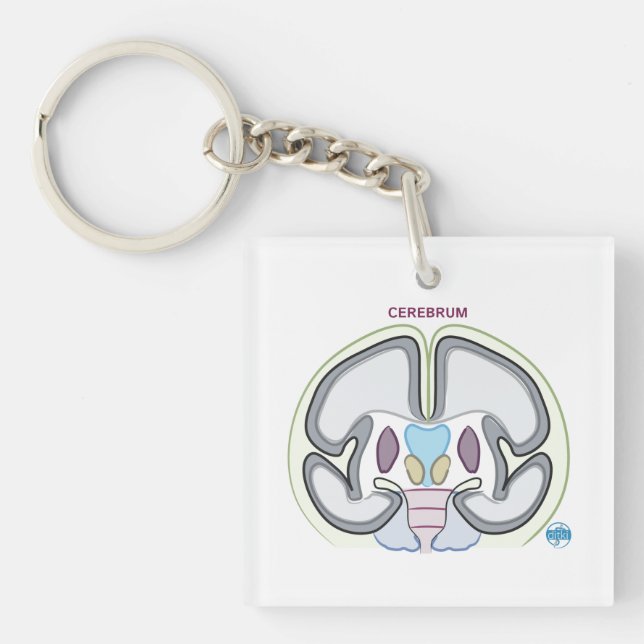 DITKI Cerebrum Keychain (Framsidan)