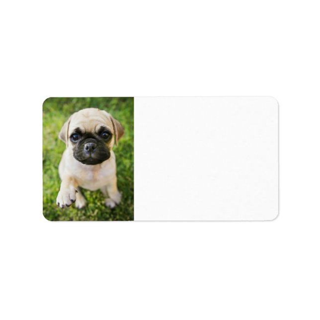 Ditt Cute Pet Photo Anpassningsbar Adress Adressetikett (Framsidan)
