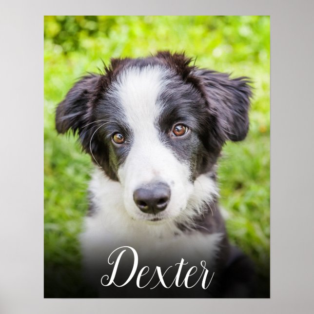 Ditt Favorit Husdjur Foto Poster (Framsidan)