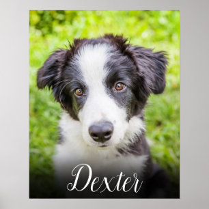 Ditt Favorit Husdjurs Foto Poster