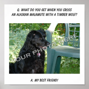 Ditt foto här! Best Friend Alaska Malamute Mix Poster