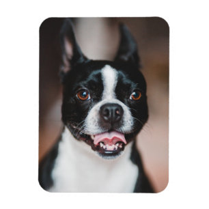 Ditt Hund-foto Uppladdning av matningsbild för P Magnet